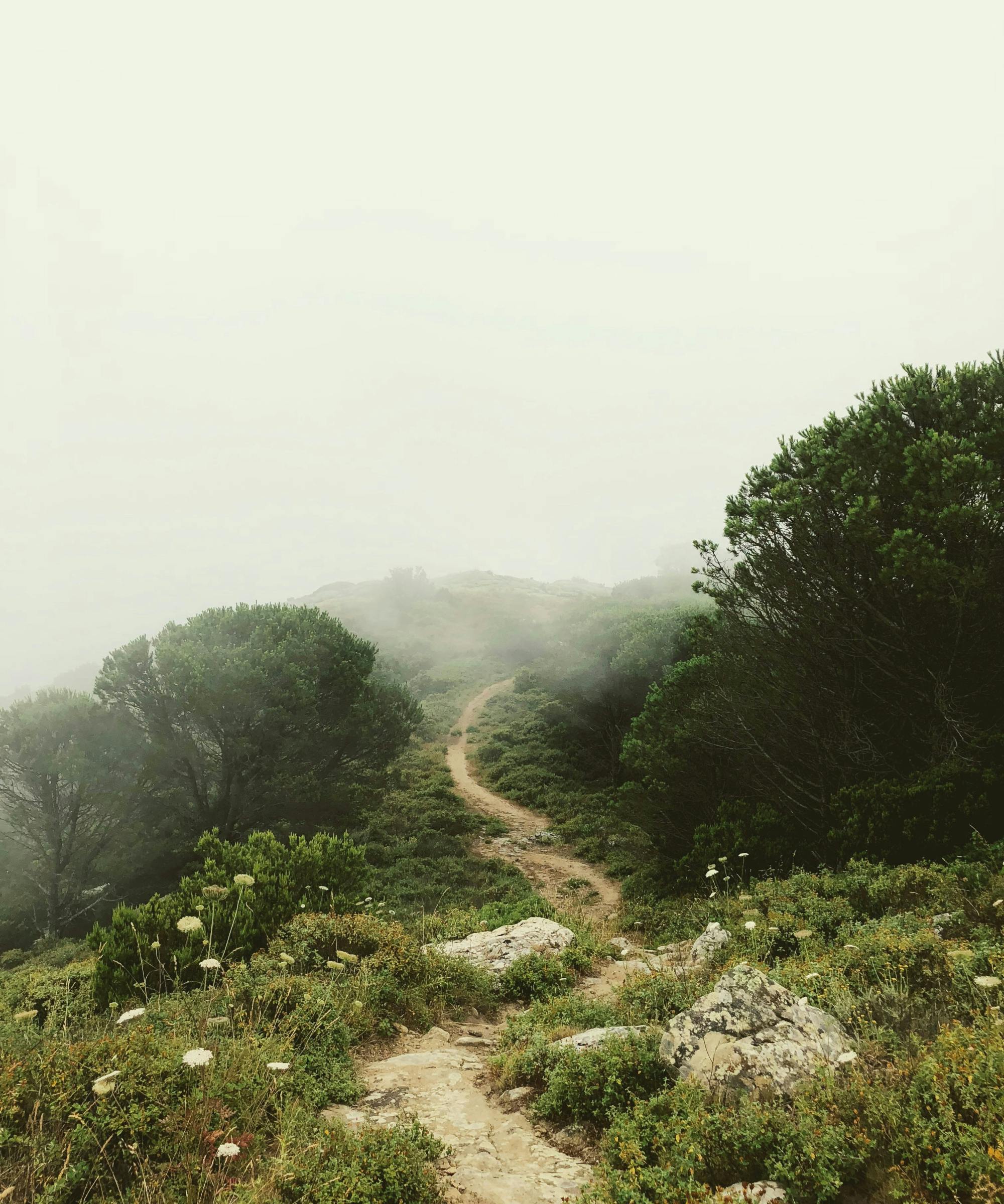 Foggy hiking trail